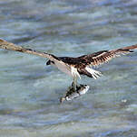 Balbuzard pêcheur