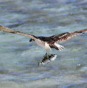 Osprey