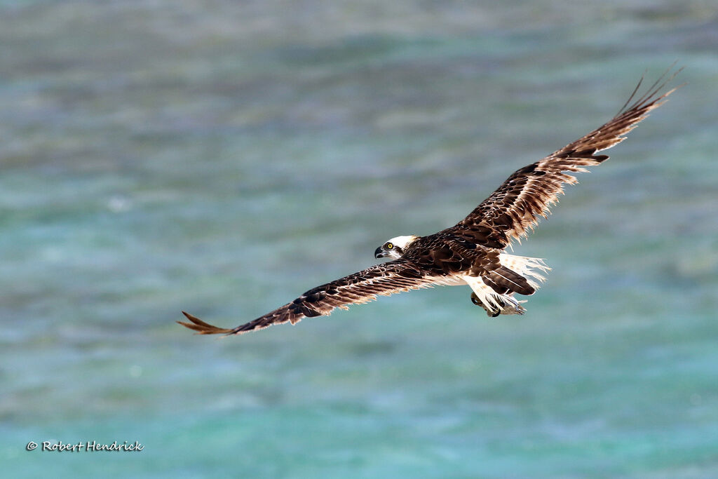 Osprey