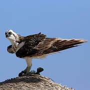 Osprey