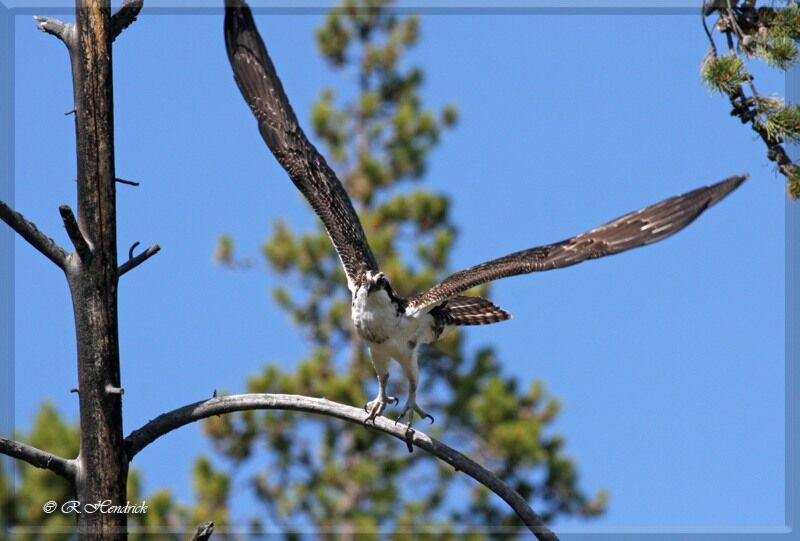 Western Osprey