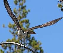 Western Osprey