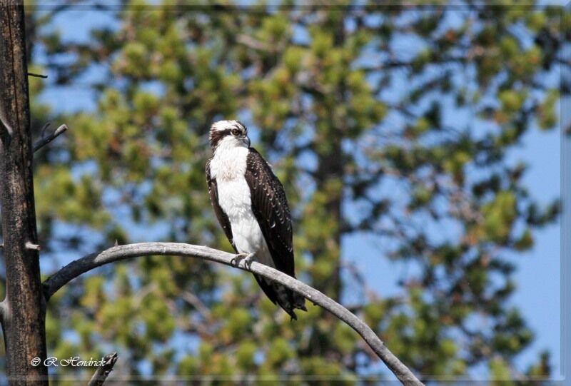 Osprey