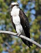 Western Osprey