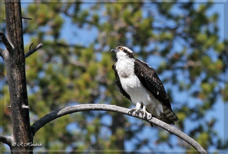 Western Osprey