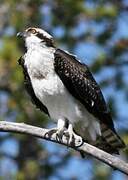 Western Osprey