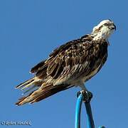 Osprey