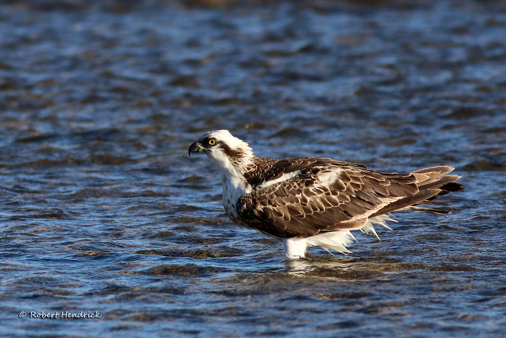 Osprey