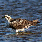 Osprey