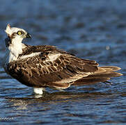 Osprey