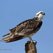 Osprey