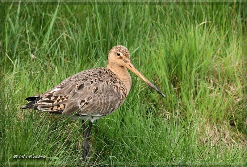 Black-tailed Godwit