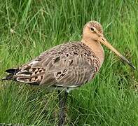 Black-tailed Godwit