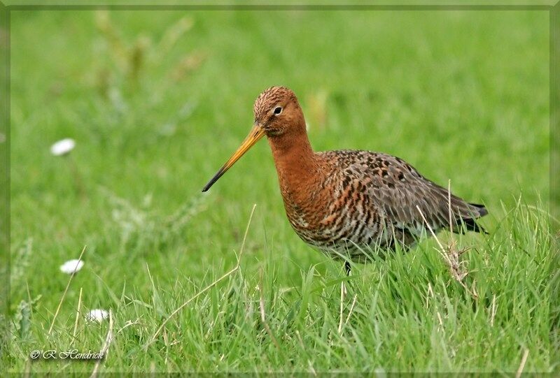 Black-tailed Godwit