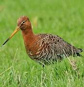 Black-tailed Godwit