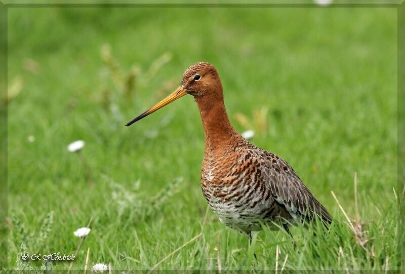 Black-tailed Godwit, identification