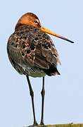 Black-tailed Godwit