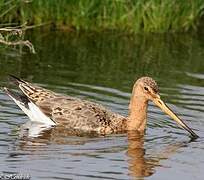 Black-tailed Godwit