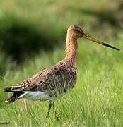 Black-tailed Godwit