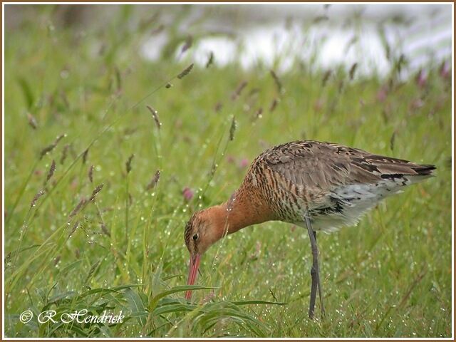 Black-tailed Godwit