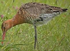 Black-tailed Godwit