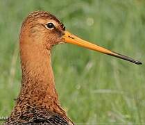 Black-tailed Godwit