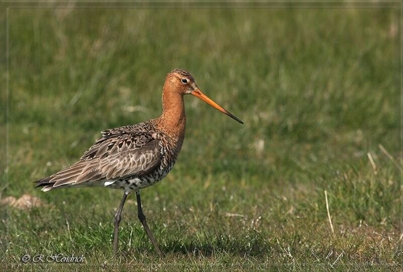 Black-tailed Godwit