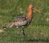 Black-tailed Godwit