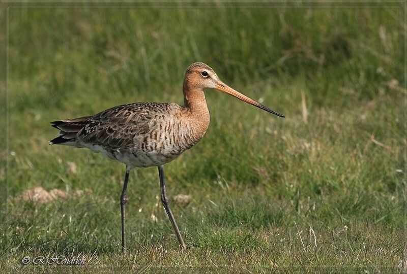 Black-tailed Godwit