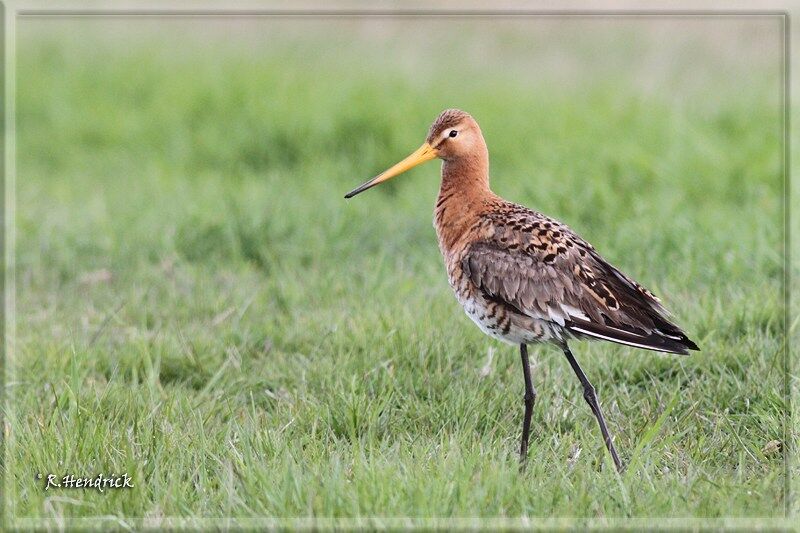 Black-tailed Godwit