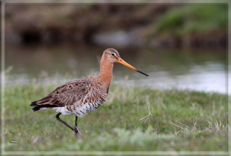 Black-tailed Godwit