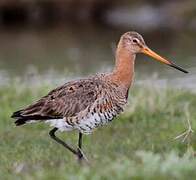 Black-tailed Godwit