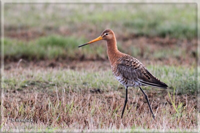 Black-tailed Godwit