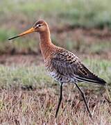 Black-tailed Godwit