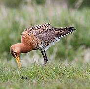 Black-tailed Godwit