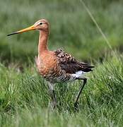 Black-tailed Godwit