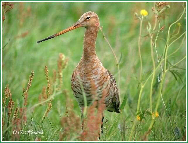 Black-tailed Godwit