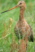 Black-tailed Godwit