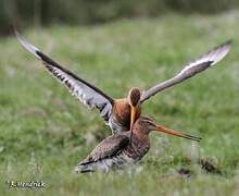 Black-tailed Godwit