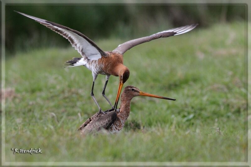 Black-tailed Godwit