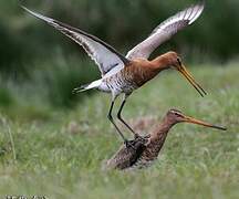 Black-tailed Godwit