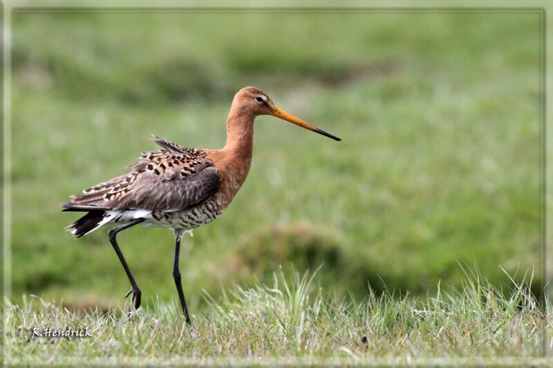 Black-tailed Godwit