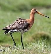 Black-tailed Godwit