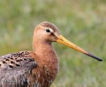 Black-tailed Godwit