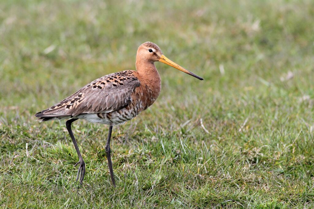 Black-tailed Godwit