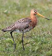 Black-tailed Godwit