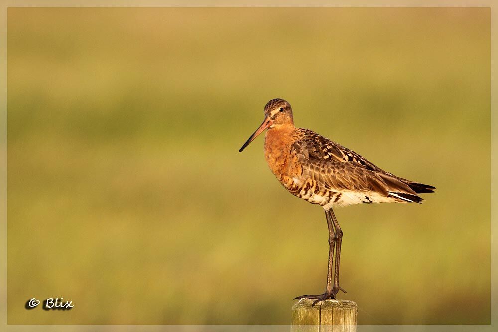 Black-tailed Godwit