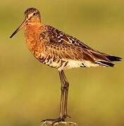 Black-tailed Godwit