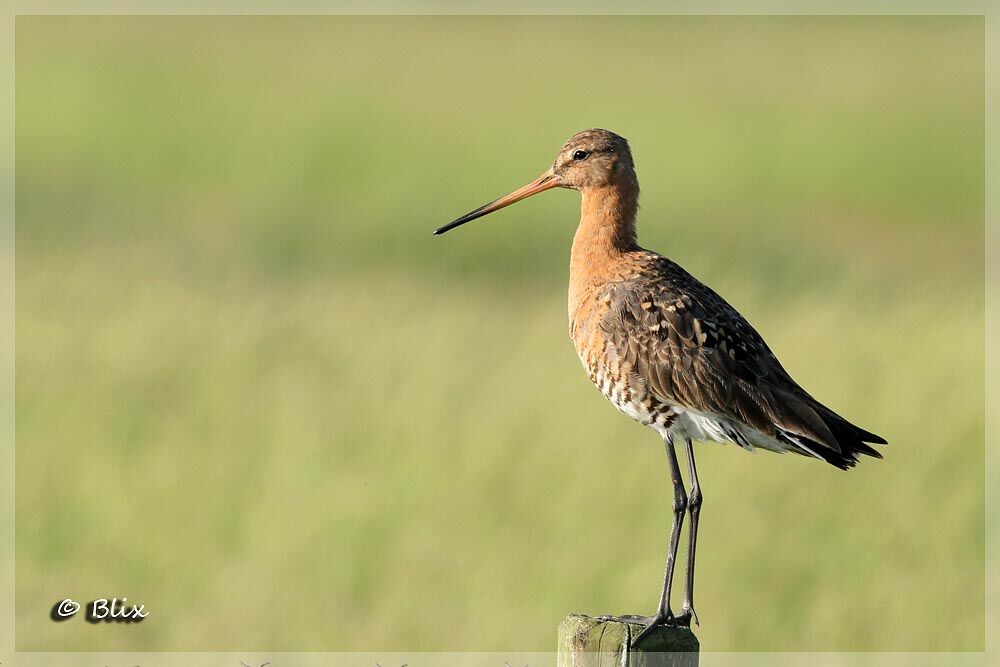 Black-tailed Godwit