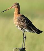 Black-tailed Godwit